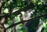 Kookaburra ('laughing jackass'). - Impresiones de Australia, by Laurenz Bobke.